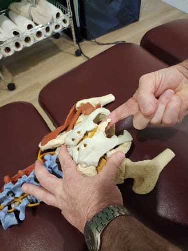 Coccyx Tailbone Pain