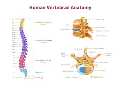 When is Chiropractic Care the right thing for me?